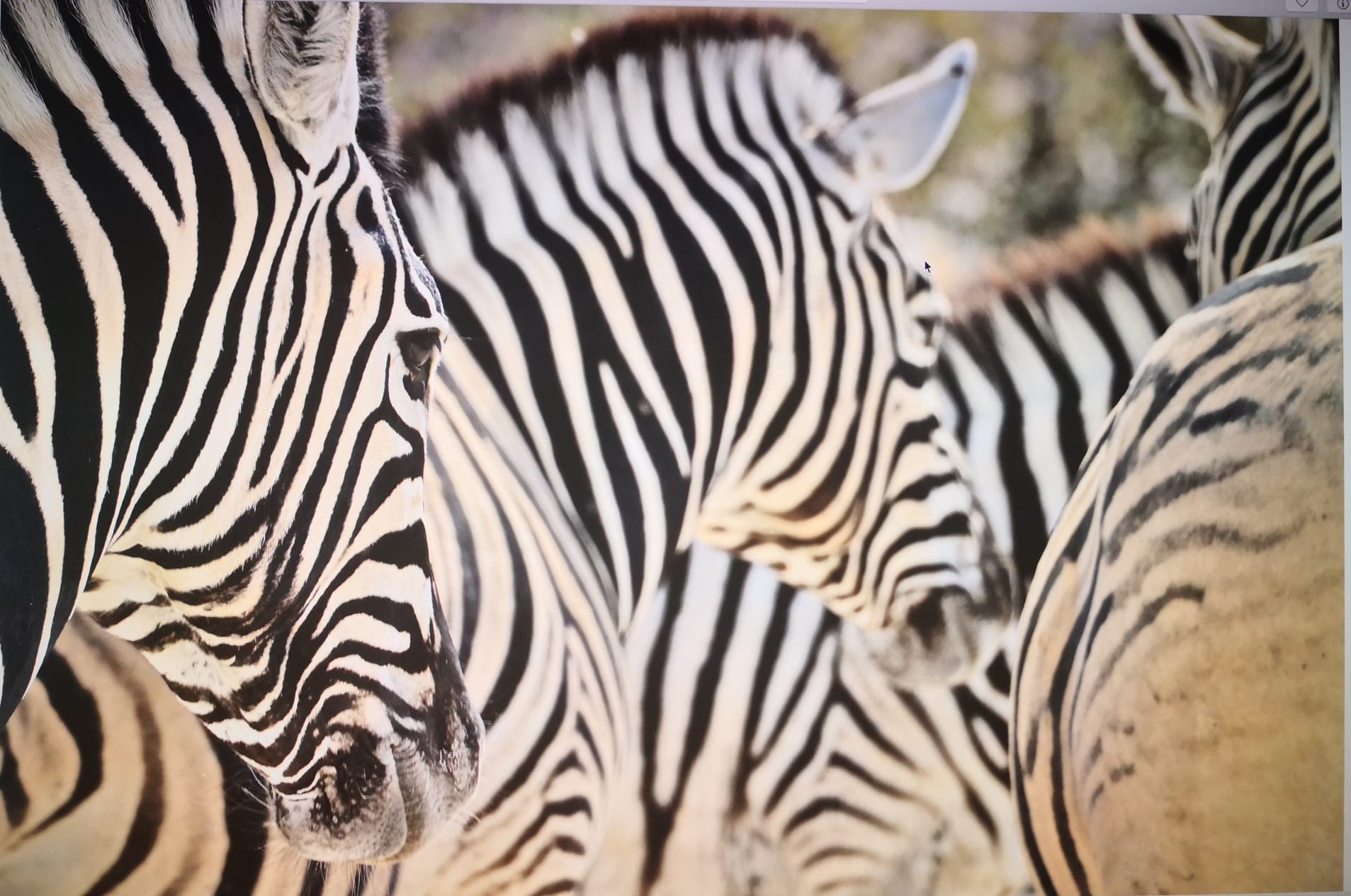 Viaggio in Namibia